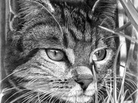кот